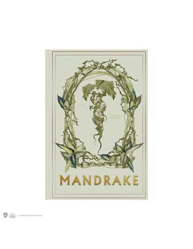 Libreta Harry Potter Tapa Blanda - Libreta Mandragora
