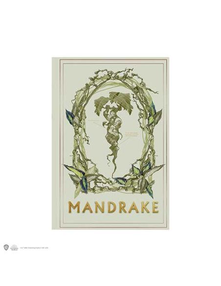 Libreta Harry Potter Tapa Blanda - Libreta Mandragora