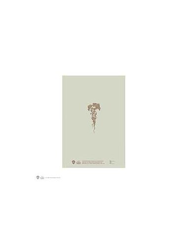 Libreta Harry Potter Tapa Blanda - Libreta Mandragora